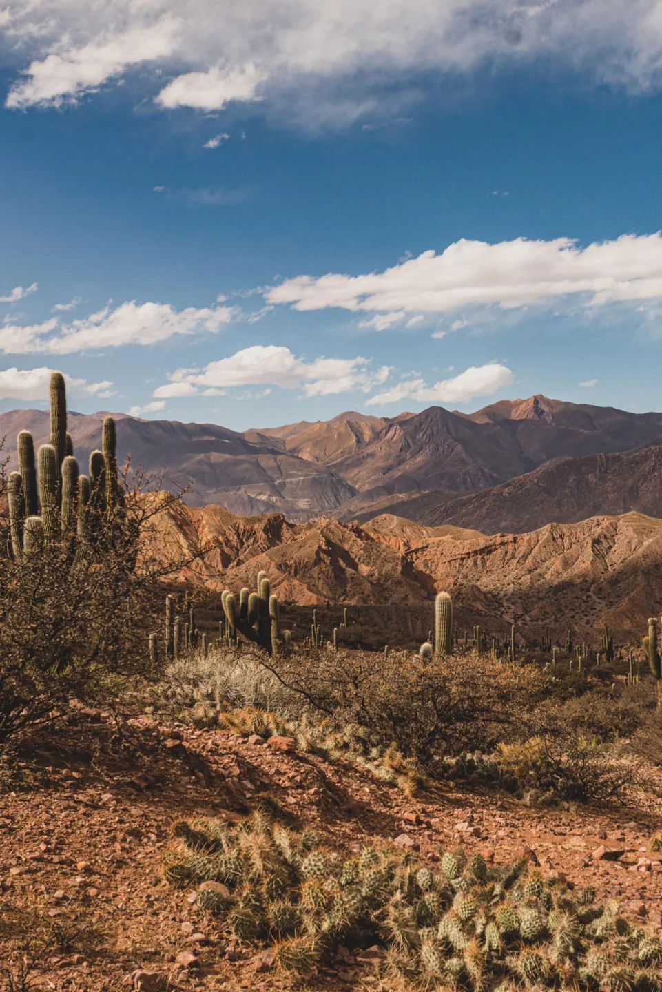 Cardones y montañas de Jujuy, fotografía del sitio oficial de Muskuy